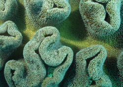 Datacraft Sozaijiten - 035 Corals and Marine Creatures (200xHQ) 05n9v5Ux