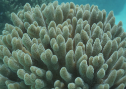 Datacraft Sozaijiten - 035 Corals and Marine Creatures (200xHQ) 0TPUdxef