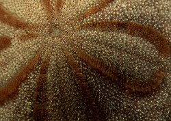 Datacraft Sozaijiten - 035 Corals and Marine Creatures (200xHQ) 70BXONUC