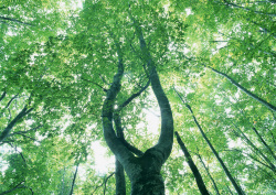 Datacraft Sozaijiten - 134 Forests & Light Falling Through Trees (200xHQ) GKsv1eMn