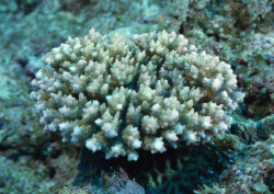 Datacraft Sozaijiten - 035 Corals and Marine Creatures (200xHQ) OMj74HcS