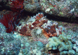 Datacraft Sozaijiten - 035 Corals and Marine Creatures (200xHQ) X0auleIl