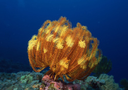 Datacraft Sozaijiten - 035 Corals and Marine Creatures (200xHQ) AWYEcocO