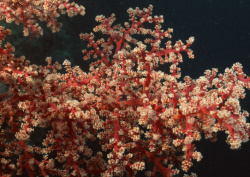Datacraft Sozaijiten - 035 Corals and Marine Creatures (200xHQ) BkWxsPDj