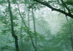 Datacraft Sozaijiten - 134 Forests & Light Falling Through Trees (200xHQ) NH0TGgMk