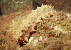 Datacraft Sozaijiten - 035 Corals and Marine Creatures (200xHQ) Ov0qSx9y