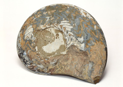 Datacraft Sozaijiten - 011 Fossils (200xHQ) PHaDA3h6