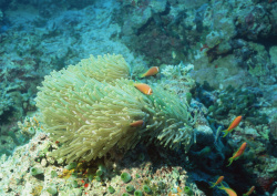 Datacraft Sozaijiten - 035 Corals and Marine Creatures (200xHQ) QTX0oxEF