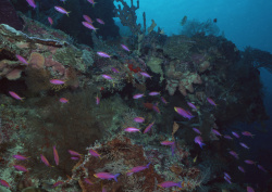 Datacraft Sozaijiten - 035 Corals and Marine Creatures (200xHQ) RNu6G8b2