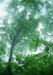 Datacraft Sozaijiten - 134 Forests & Light Falling Through Trees (200xHQ) RwupeK3h