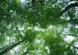 Datacraft Sozaijiten - 134 Forests & Light Falling Through Trees (200xHQ) S0l5Ymux