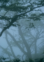 Datacraft Sozaijiten - 134 Forests & Light Falling Through Trees (200xHQ) UiuUgYMG