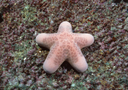 Datacraft Sozaijiten - 035 Corals and Marine Creatures (200xHQ) X9yueVlV