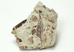 Datacraft Sozaijiten - 011 Fossils (200xHQ) YBNU4338